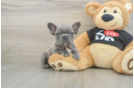 French Bulldog Pup Being Cute