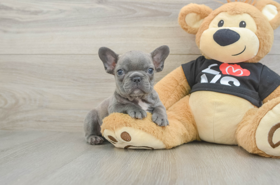7 week old French Bulldog Puppy For Sale - Windy City Pups