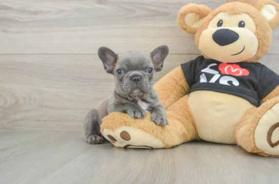 French Bulldog Pup Being Cute