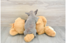 Best French Bulldog Baby