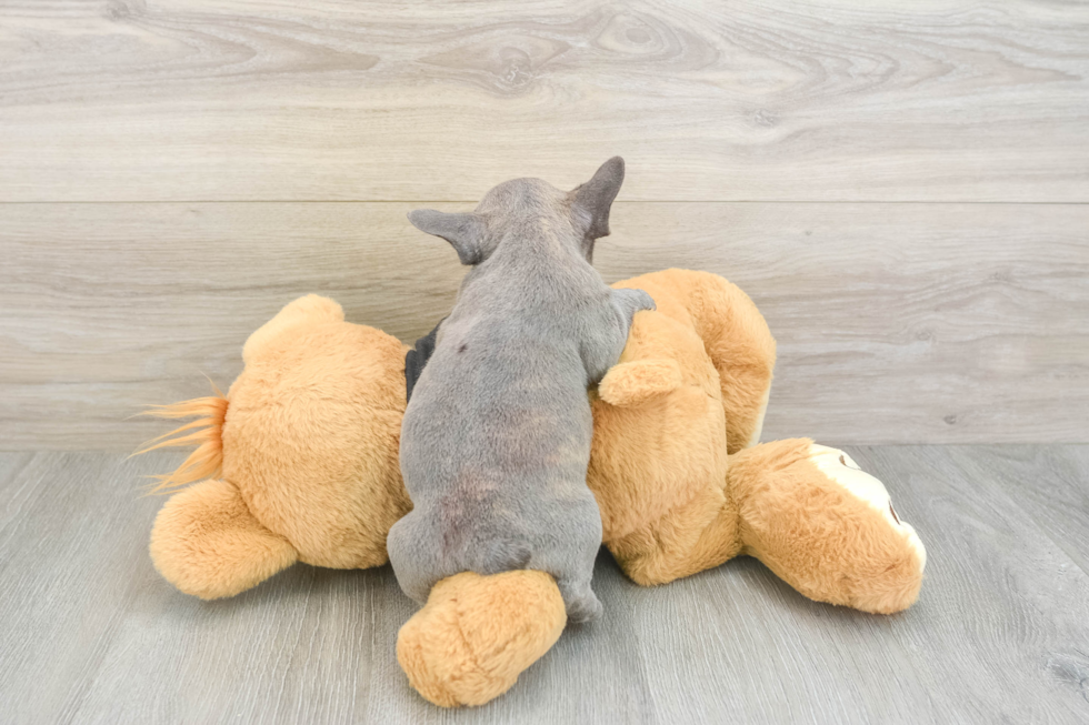 Best French Bulldog Baby