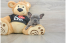 French Bulldog Puppy for Adoption