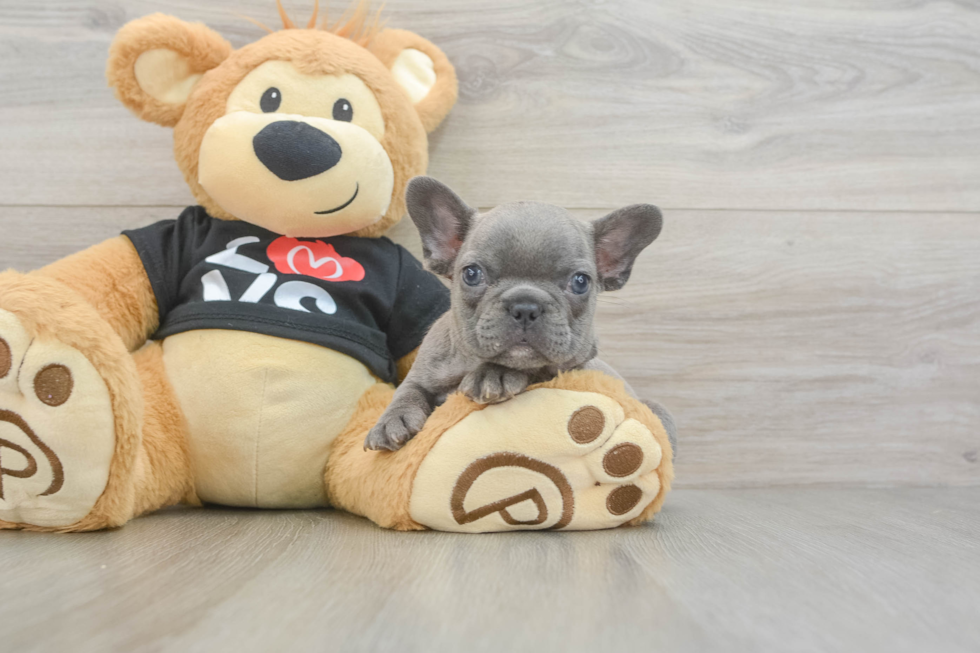 French Bulldog Puppy for Adoption