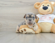 7 week old French Bulldog Puppy For Sale - Windy City Pups