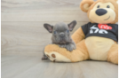 Best French Bulldog Baby