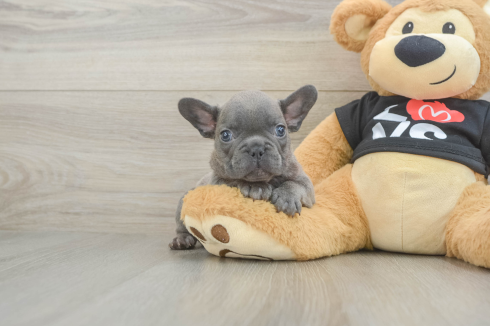 Best French Bulldog Baby