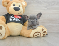 7 week old French Bulldog Puppy For Sale - Windy City Pups