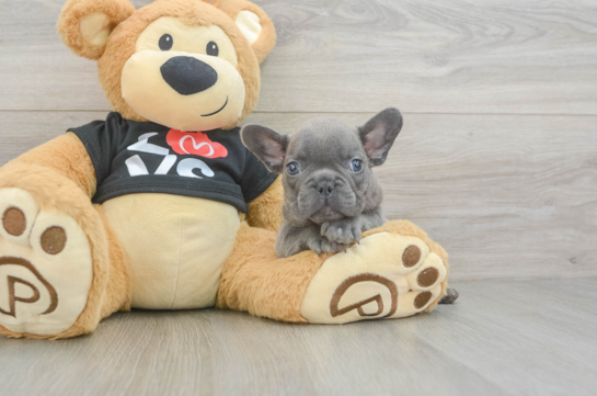 Smart Frenchie Purebred Puppy