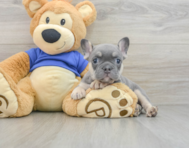 8 week old French Bulldog Puppy For Sale - Windy City Pups