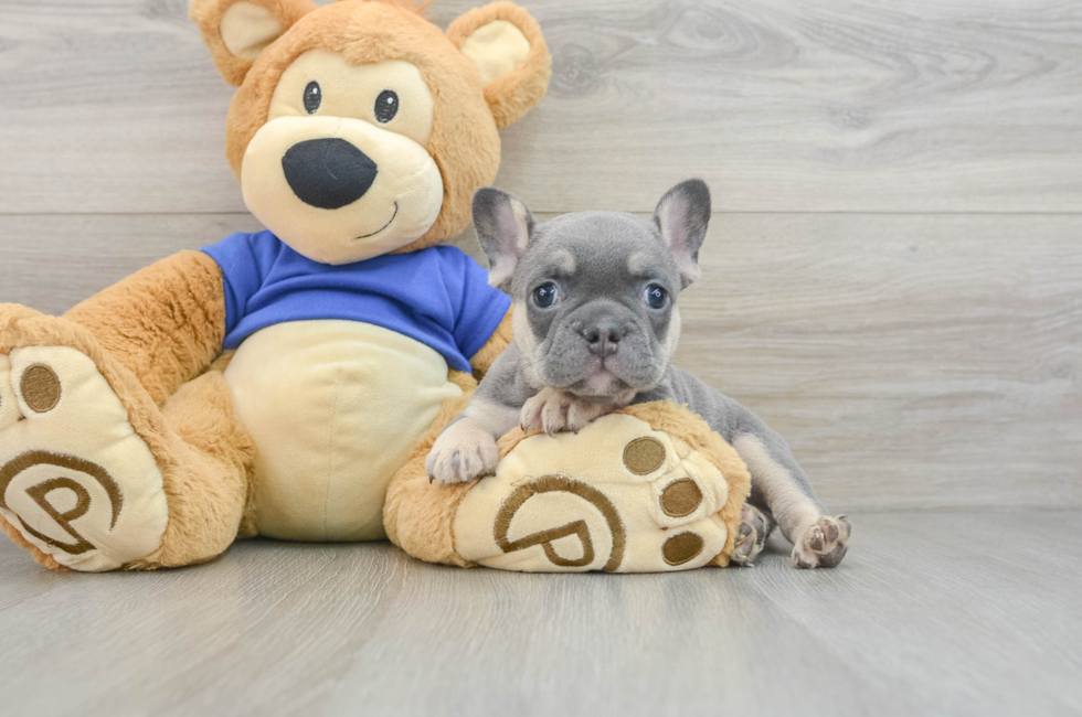 8 week old French Bulldog Puppy For Sale - Windy City Pups