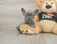8 week old French Bulldog Puppy For Sale - Windy City Pups