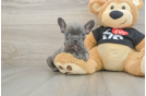 Best French Bulldog Baby