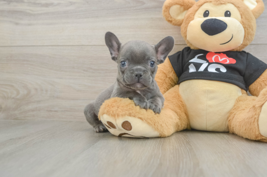 Best French Bulldog Baby