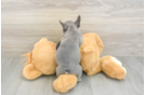 Playful French Bulldog Purebred Pup