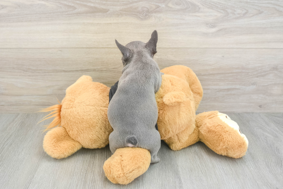 Playful French Bulldog Purebred Pup
