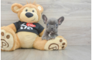 Best French Bulldog Baby