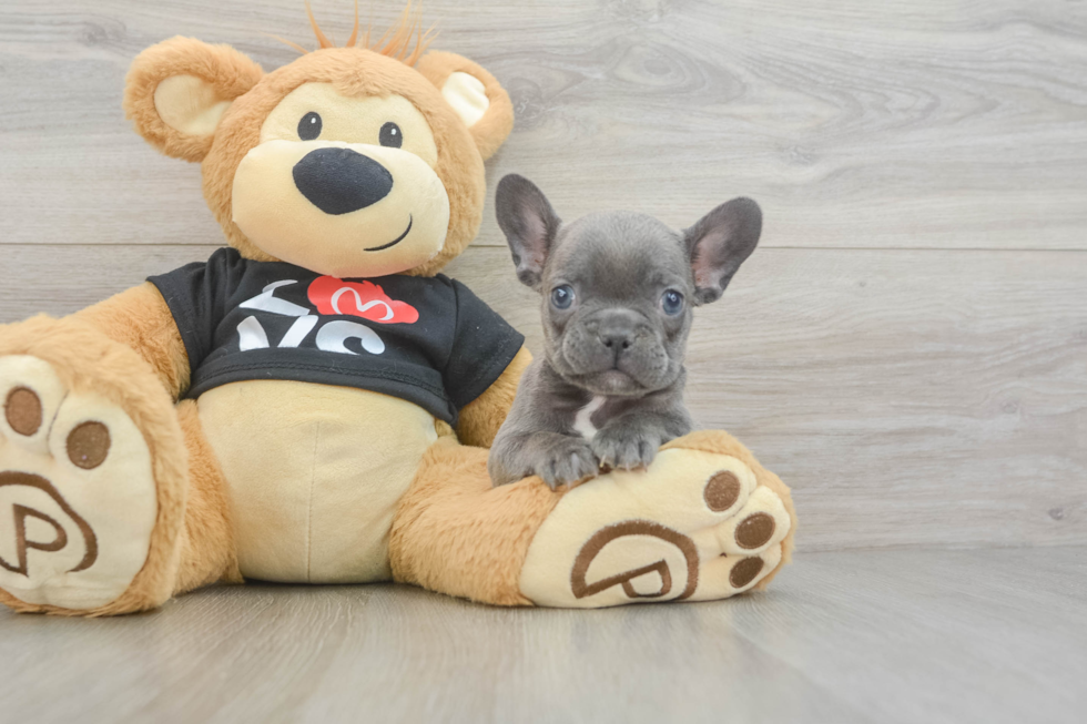 Best French Bulldog Baby