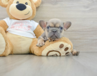 7 week old French Bulldog Puppy For Sale - Windy City Pups