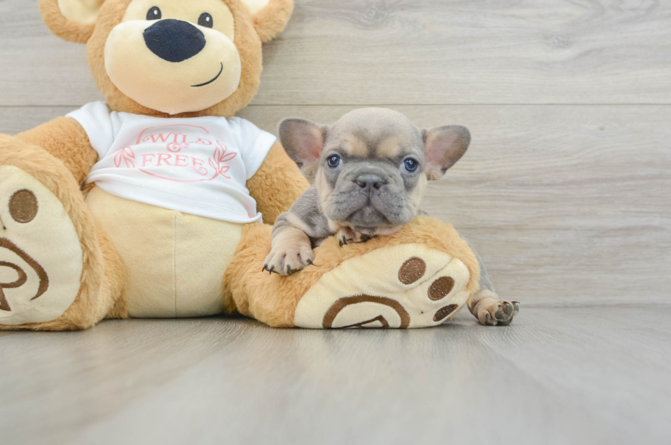 7 week old French Bulldog Puppy For Sale - Windy City Pups