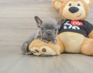 7 week old French Bulldog Puppy For Sale - Windy City Pups