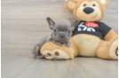 French Bulldog Puppy for Adoption