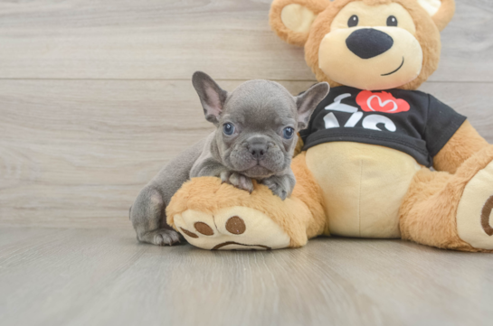 French Bulldog Puppy for Adoption