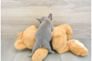 Best French Bulldog Baby