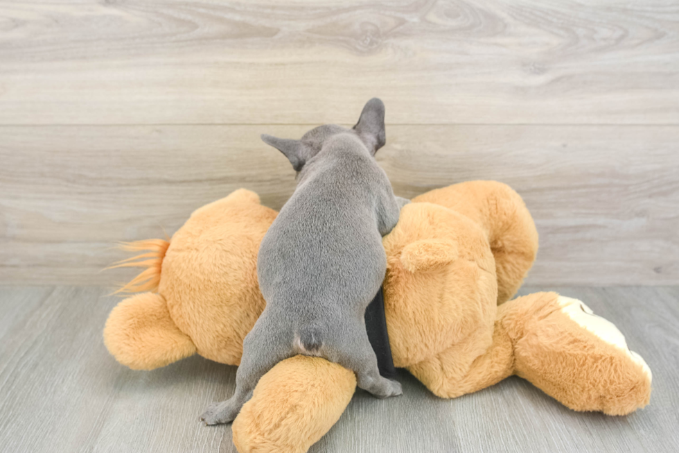 Best French Bulldog Baby