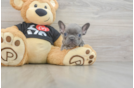 Sweet Frenchie Purebred Puppy