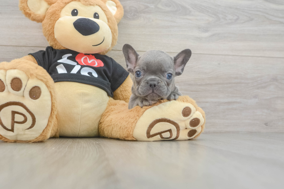 Sweet Frenchie Purebred Puppy