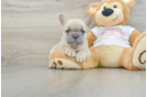 Petite Frenchie Purebred Puppy