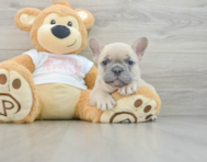 7 week old French Bulldog Puppy For Sale - Windy City Pups