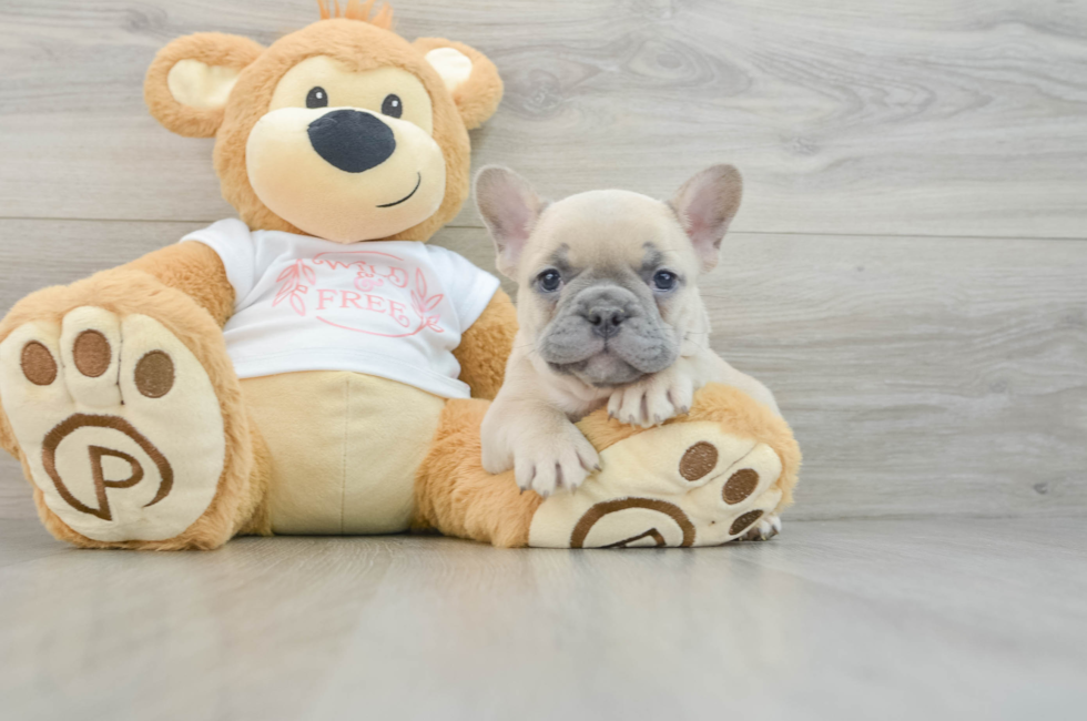 7 week old French Bulldog Puppy For Sale - Windy City Pups