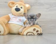 7 week old French Bulldog Puppy For Sale - Windy City Pups