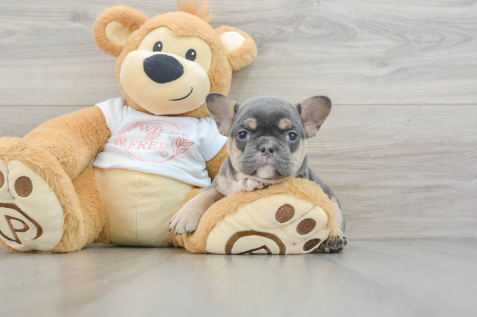 7 week old French Bulldog Puppy For Sale - Windy City Pups