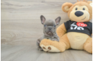 Akc Registered French Bulldog Purebred Pup