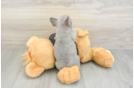 French Bulldog Puppy for Adoption