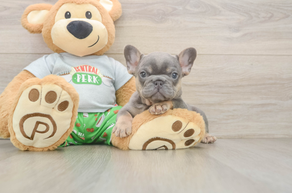 6 week old French Bulldog Puppy For Sale - Windy City Pups