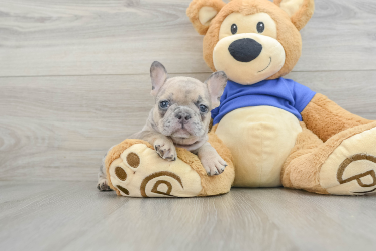 French Bulldog Pup Being Cute