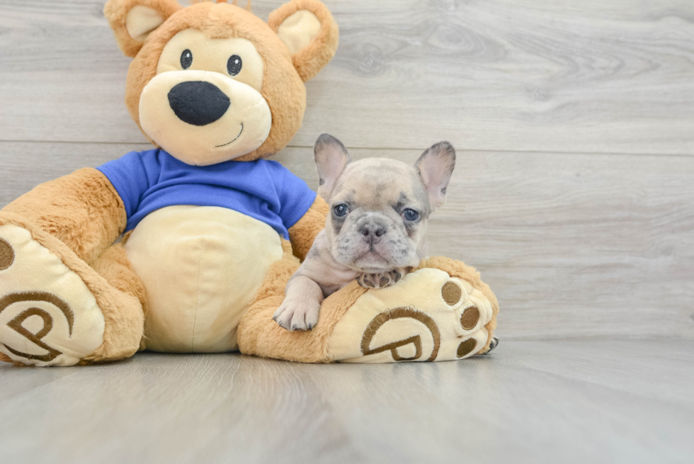 Hypoallergenic French Bulldog Baby