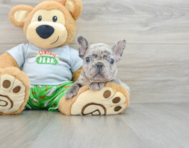 8 week old French Bulldog Puppy For Sale - Windy City Pups