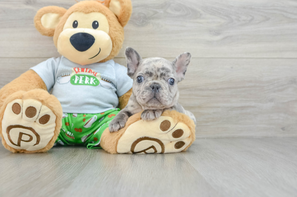 8 week old French Bulldog Puppy For Sale - Windy City Pups