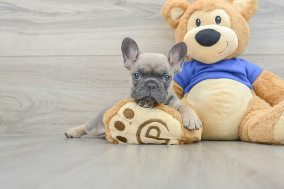 French Bulldog Pup Being Cute