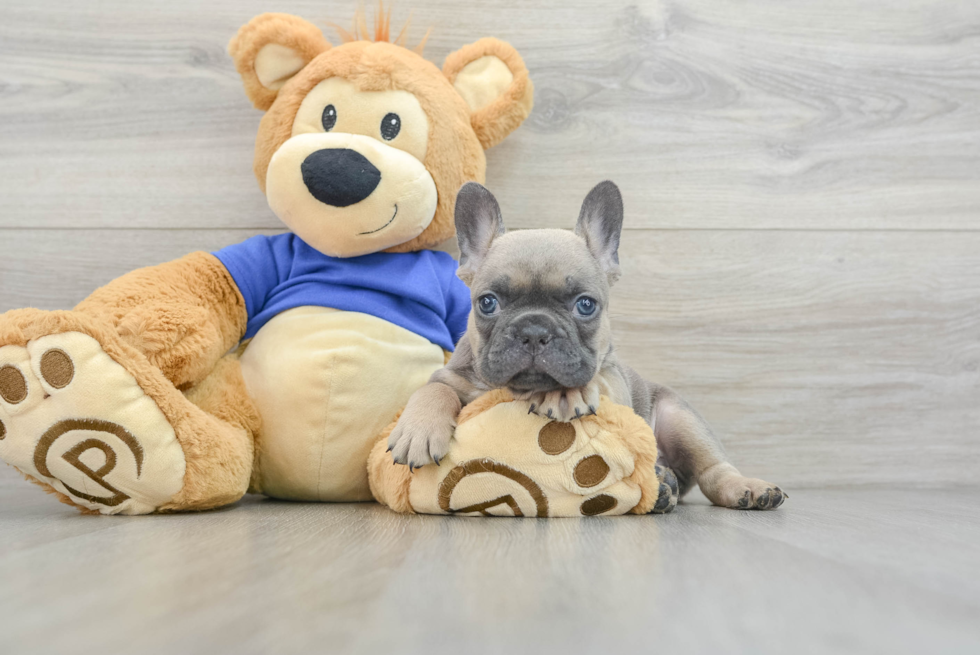 Popular French Bulldog Purebred Pup