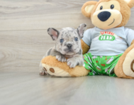 8 week old French Bulldog Puppy For Sale - Windy City Pups