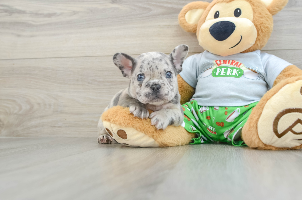 8 week old French Bulldog Puppy For Sale - Windy City Pups