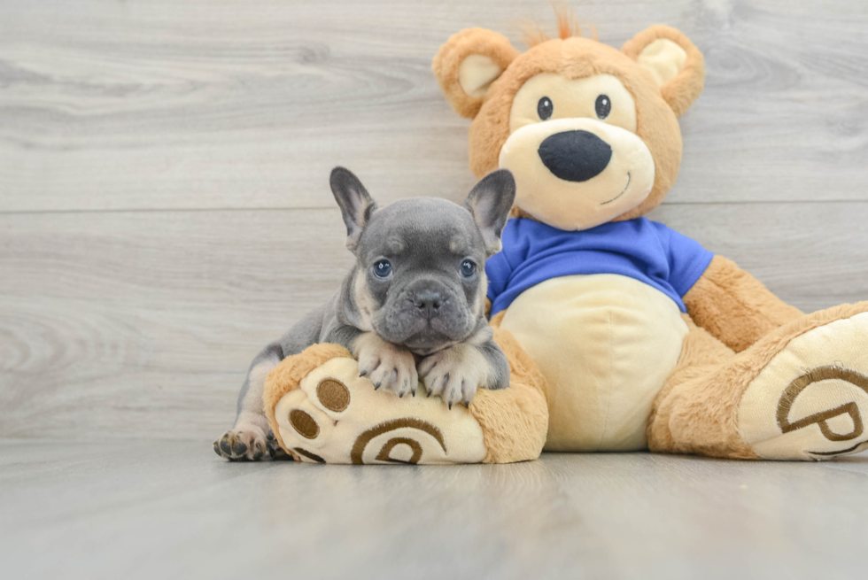 Akc Registered French Bulldog Baby