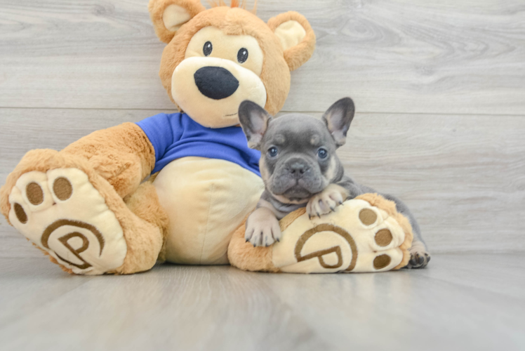 Friendly French Bulldog Purebred Pup