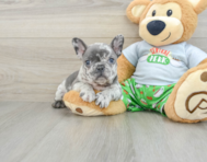 8 week old French Bulldog Puppy For Sale - Windy City Pups