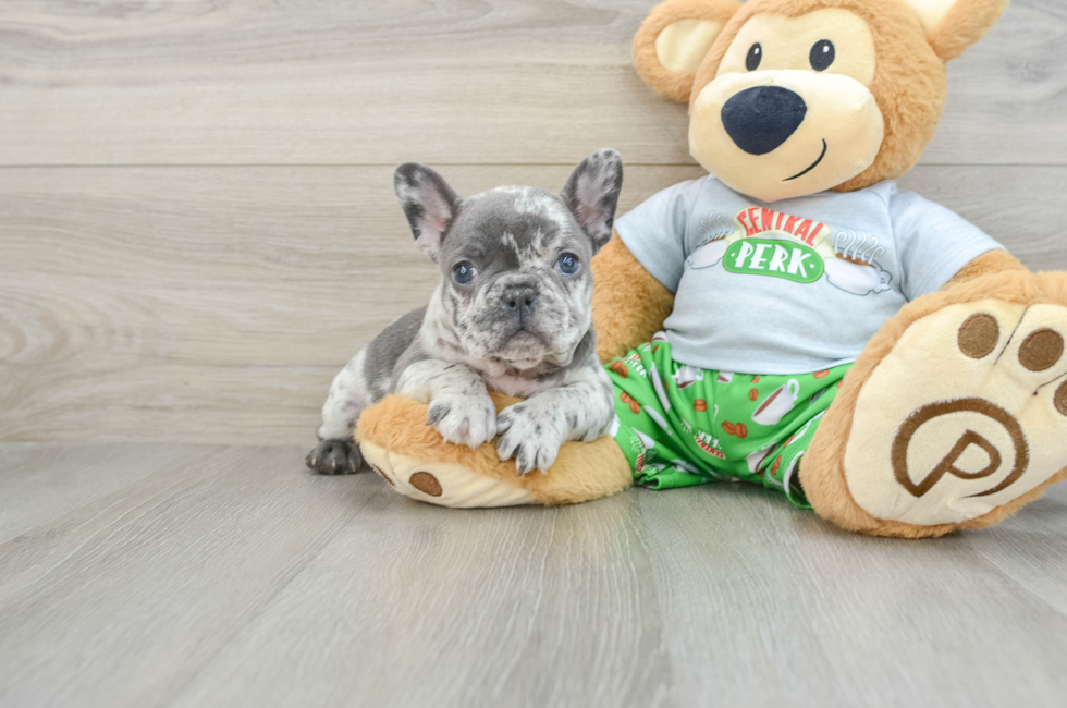 8 week old French Bulldog Puppy For Sale - Windy City Pups